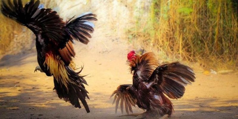Đá gà Thomo là bộ môn giải trí hấp dẫn