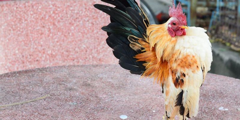 Gà tre là giống gà “nhỏ mà có võ” cực kỳ nổi tiếng ở các đấu trường