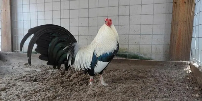 Người chơi có thể kiếm tiền khi đặt cược chọi gà tre tại các sân chơi hiện nay