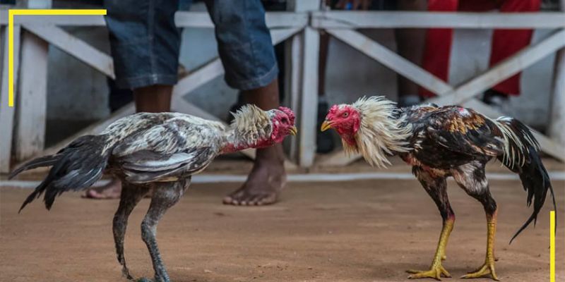 đá gà thomo ảnh đại diện
